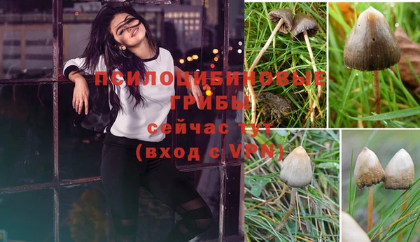 прущие грибы Верхний Тагил